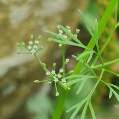 Cyclospermum