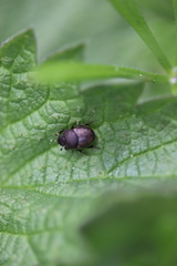 Onthophagus nuchicornis