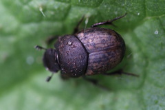 Onthophagus nuchicornis