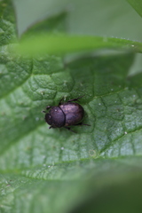 Onthophagus nuchicornis