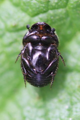 Onthophagus nuchicornis