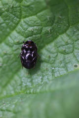 Onthophagus nuchicornis
