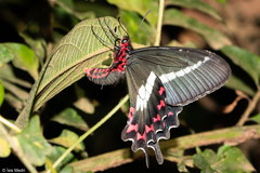 Parides bunichus bunichus