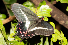 Parides bunichus bunichus