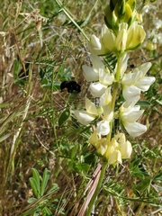Lupinus densiflorus