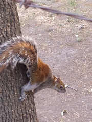 Sciurus aureogaster