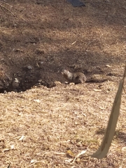 Sciurus aureogaster