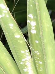 Pseudaulacaspis cockerelli