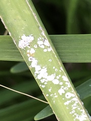 Pseudaulacaspis cockerelli