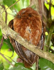 Otus rutilus rutilus