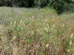 Lupinus densiflorus