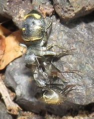 Camponotus cinctellus
