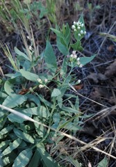 Comandra umbellata californica