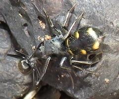 Camponotus cinctellus