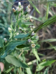 Comandra umbellata californica