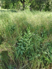 Comandra umbellata californica