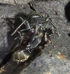 Camponotus cinctellus