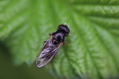 Cheilosia pagana