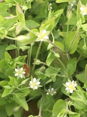 Moehringia trinervia