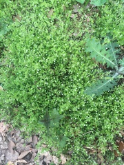 Moehringia trinervia