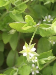 Moehringia trinervia