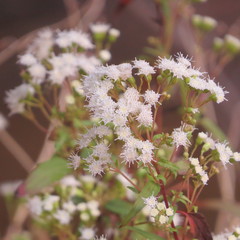 Ageratina paupercula