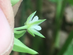 Moehringia trinervia