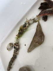 Diopatra cuprea