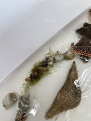 Diopatra cuprea