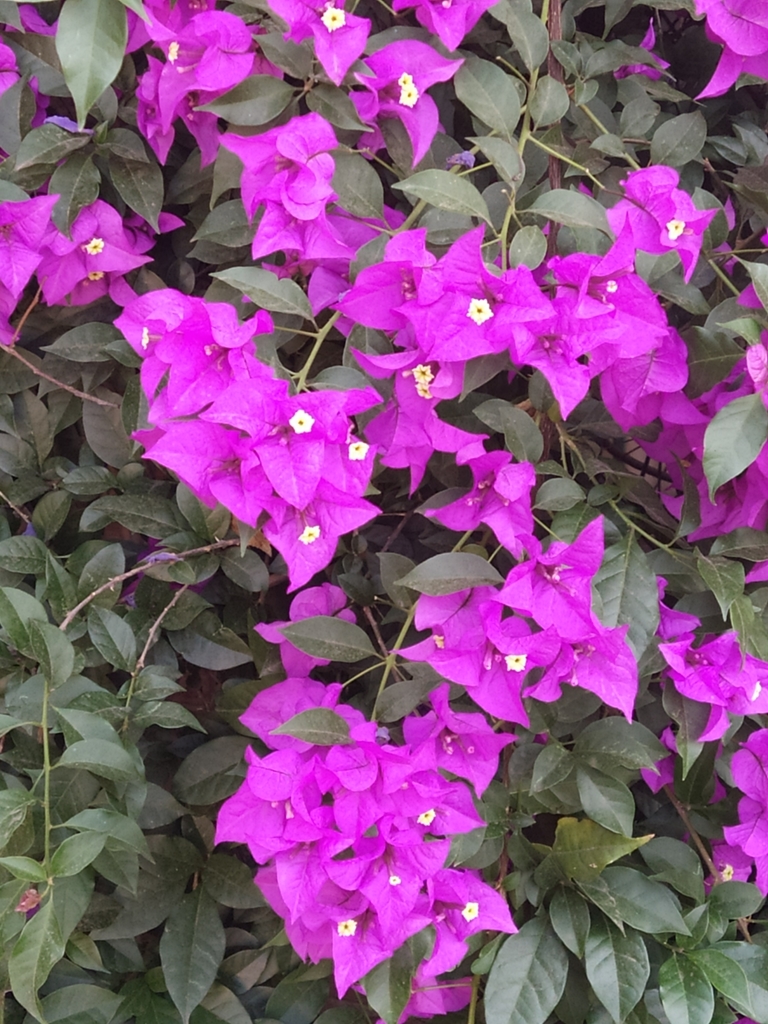 bougainvilleas from Coyoacán on April 17, 2021 at 09:43 AM by galiafl ...