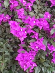 Bougainvillea