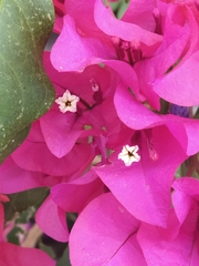 Bougainvillea