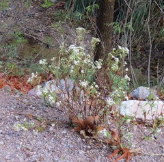 Ageratina paupercula