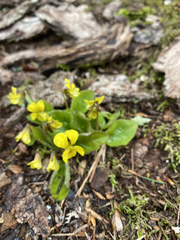 Viola rotundifolia