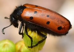 Hycleus scutellatus