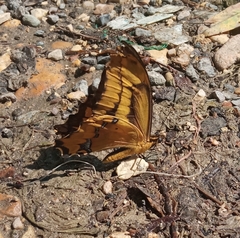 Heraclides aristodemus