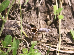 Bombylius pygmaeus