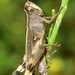 Splendid Grasshoppers - Photo (c) faluke, some rights reserved (CC BY-NC), uploaded by faluke