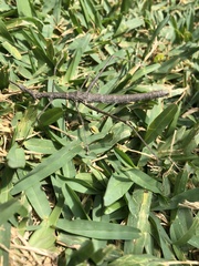 Proscopiinae