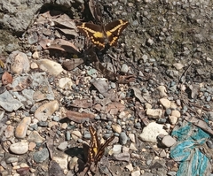 Heraclides aristodemus