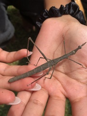 Proscopiinae