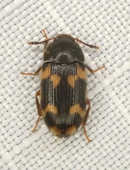 Mycetophagus obsoletus