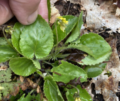 Viola rotundifolia