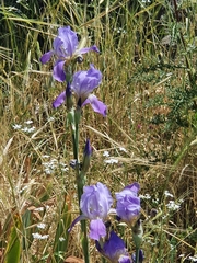 Iris mesopotamica