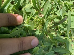 Pilea microphylla image