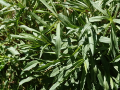 Solidago spectabilis