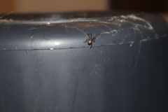 Steatoda