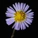 Bahaman Aster - Photo (c) Douglas Goldman, some rights reserved (CC BY-NC), uploaded by Douglas Goldman