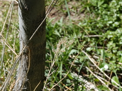 Solidago spectabilis