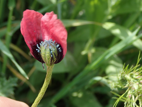 rough poppy | Native Nature